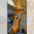 散歩中に首輪が取れ…