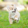 犬が迷子になりやす…