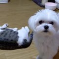 一体何が起こってい…