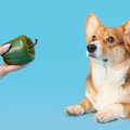犬はピーマンを食べ…