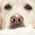 犬の鼻が薄くなる『…
