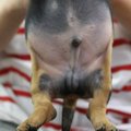 犬の停留睾丸（潜在…