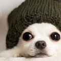 犬に帽子をかぶせる…