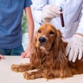 犬の炎症性腸疾患（I…