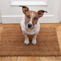 解明されていない犬…