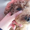 愛犬の涙やけ、対策…