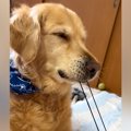 髪ゴムを思いっきり…