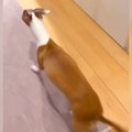 父が犬に『かくれん…