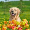 犬にとって危険な『…