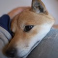 犬が『急に甘えてく…