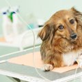 犬の年齢ごとに注意…