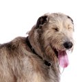 犬がまばたきをする…