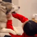 ハスキーVSお姉ちゃ…