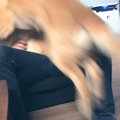 至福！ゴールデンレ…