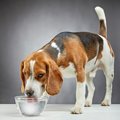 犬に白湯をあげても…