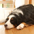 大型犬の人気犬種4選…