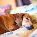 シニアになって睡眠…