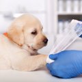 犬が怪我をしてしま…