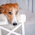 犬が叱られた後に飼…