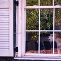 犬が『窓の外に向か…