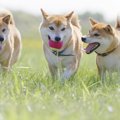 愛犬はどう？『賢い…