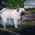メス犬なのにマーキ…