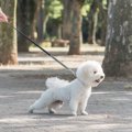 犬が散歩中『飼い主…