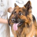 大型犬に起こりやす…