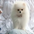『小型犬あるある』3…