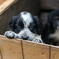 気を付けて！犬の『…