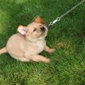 犬がお散歩を楽しく…