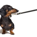 犬が『散歩中に座っ…