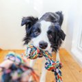 犬のしつけは何分く…