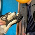 『2週間ぶり』に愛犬…