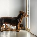 犬が飼い主を『玄関…