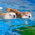 プールで同時に泳ぎ…