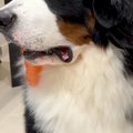 『パパの帰りが遅い…