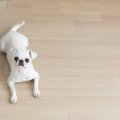 犬が遠くから飼い主…