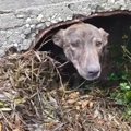 子犬たちを取り上げ…