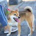 犬の散歩で注意した…