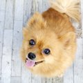 犬は人間に何かを伝…