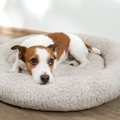 犬にとって苦痛とな…