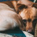 犬が震えているとき…