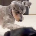 同居猫のことが大好…