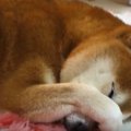 ずっと見ていたい…こ…
