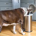 犬の『ゴミ箱あさり…