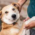 愛犬がスキンシップ…
