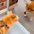 散歩中、鏡に映る自…