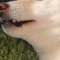 抜け毛がすごい犬に…