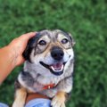 犬がひたむきに大好…